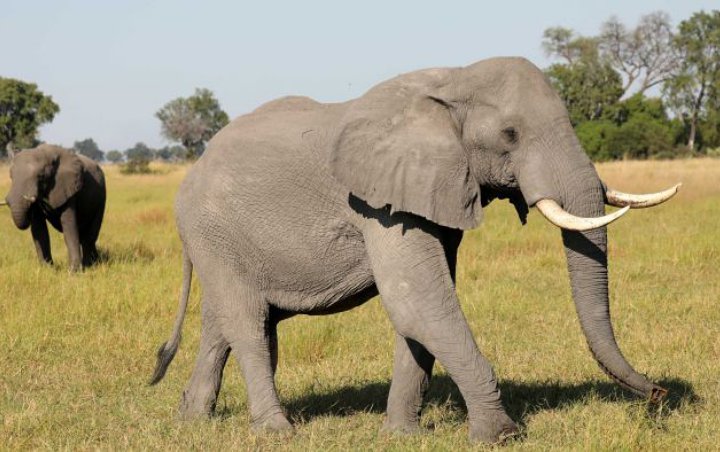 Ratusan Gajah di Afrika Mati Mendadak Secara Misterius
