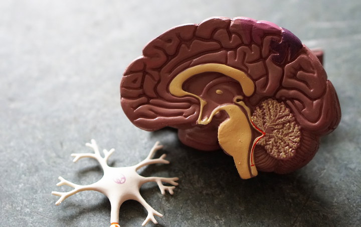 Waspada Infeksi Ameba Pemakan Otak Manusia Yang Ditemukan Di AS, Ini Fakta-Faktanya