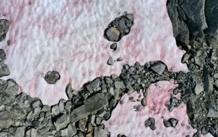 Salju di Pegunungan Alpen Berubah Jadi Pink, Ilmuwan Khawatirkan Hal Ini