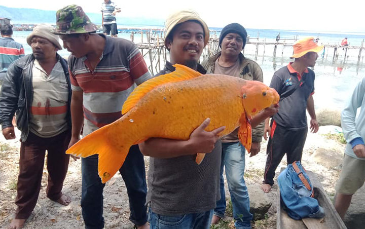 Heboh Ikan Mas 'Raksasa' Ditangkap di Danau Toba, Warga Khawatir Akan Ada Musibah