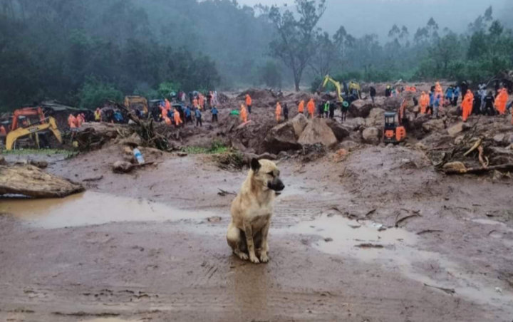 Bak 'Hachiko', Anjing Ini Setia Cari Majikan Yang Tertimbun Longsor Di India Saat Hujan Deras 