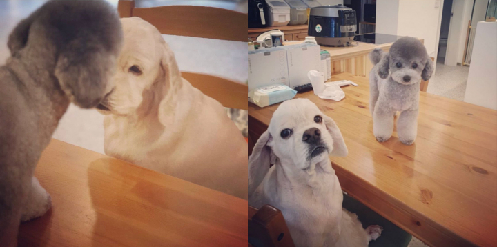 Anjing Jennie BLACKPINK dan Tae Yeon SNSD Main Bersama, Pemiliknya Hangout Bareng?