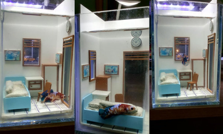 Akuarium Ikan Cupang Ini Bikin Gemas Dihias Bak Kamar Kos, Detailnya Menakjubkan!