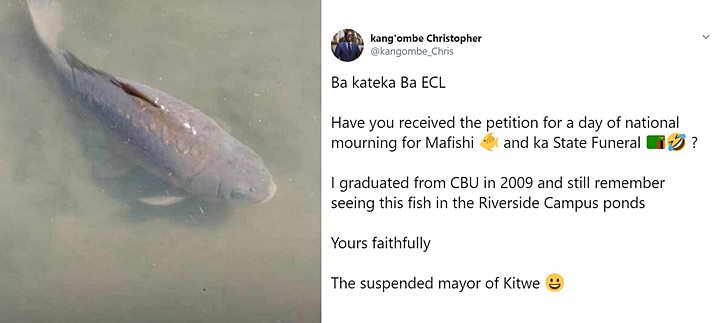 Ikan \'Pembawa Keberuntungan\' Mati, Satu Negara Berduka