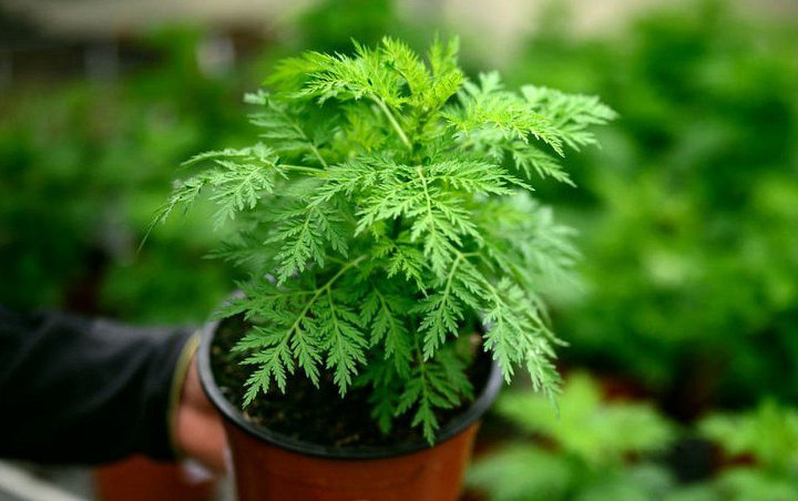Tanaman Artemisia Disebut Efektif Membunuh Virus Corona, Benarkah?