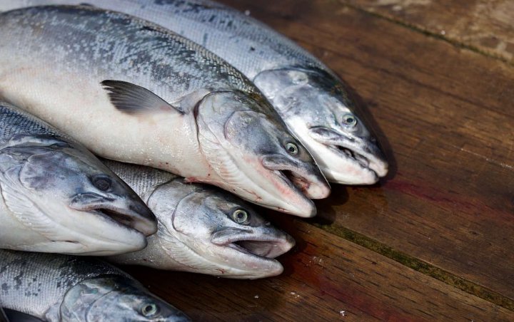 Tak Hanya Satu, Ada 6 Sampel Ikan Ekspor RI yang Terkontaminasi COVID-19