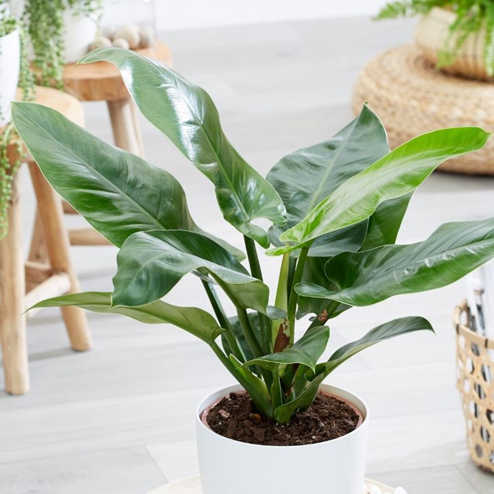 Philodendron