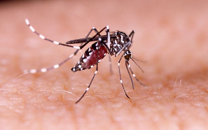 Ternak Nyamuk Disebut Bisa Kendalikan Wabah DBD, Kok Bisa?