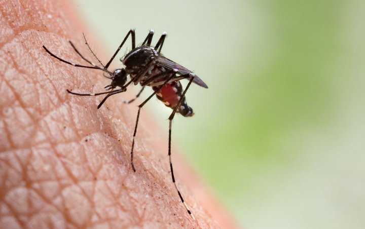 Tak Hanya Pagi Atau Siang, Nyamuk Aedes Aegypti Bisa Lebih Aktif di Malam Hari