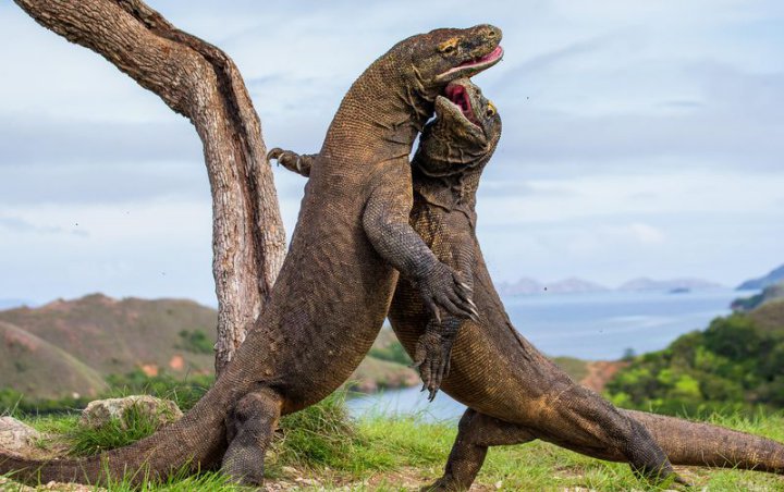 Media Internasional Ikut Soroti Heboh Pembangunan 'Jurassic Park' Komodo di NTT