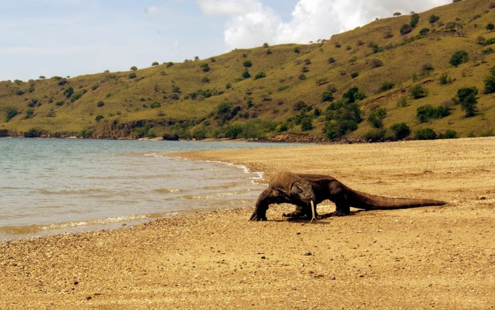 Begini Cara Agar Insiden Komodo Hadang Truk Tak Terulang Saat Bangun ‘Jurassic Park’ 