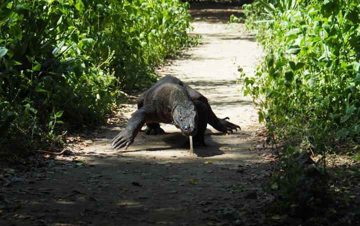 Kumpulan Fakta Mengejutkan Komodo, Naga Terakhir Yang Terancam Punah