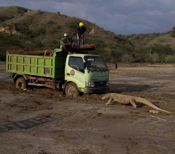 Komodo Hadang Truk
