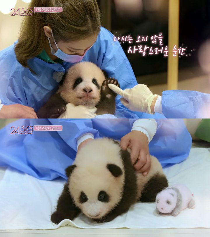Aksi BLACKPINK Sentuh Bayi Panda Tuai Kecaman Warga Tiongkok 1