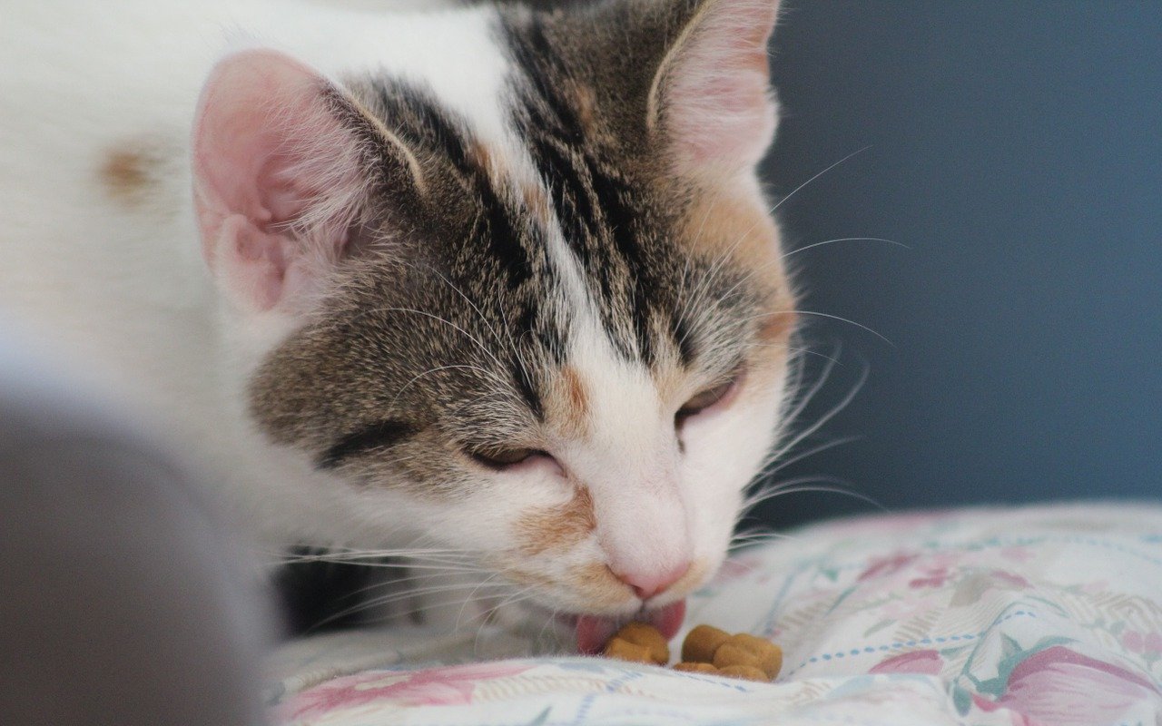 Jangan Asal Beli, Perhatikan 7 Tips Ini Saat Memilih Produk Makanan Untuk Kucing
