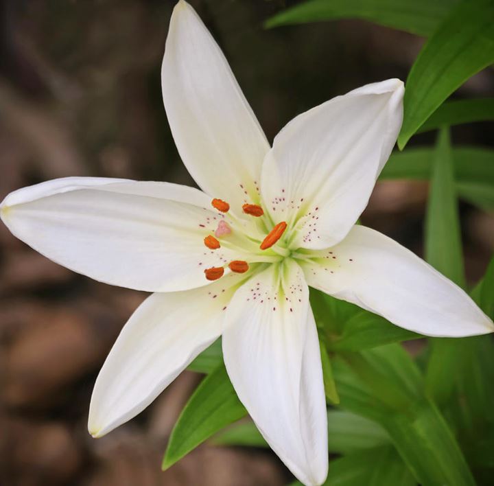 Bunga Lily