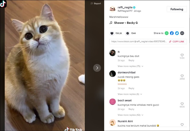 Kucing Nagita