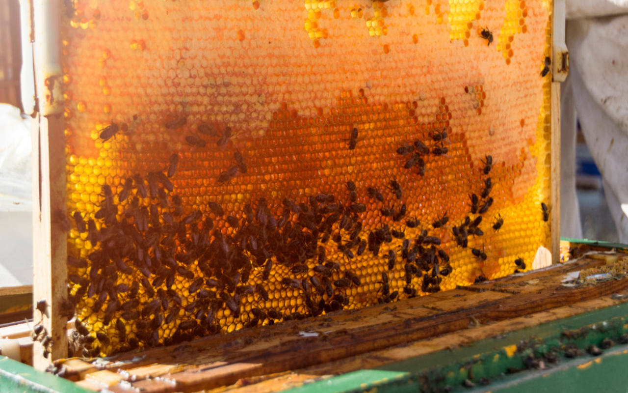 Tak Banyak yang Tahu, Ini 7 Khasiat Propolis Lebah untuk Kesehatan