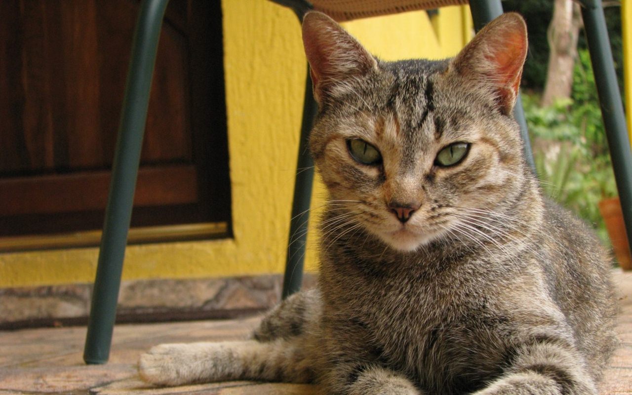 Viral Jagal Kucing Kejam di Medan Ditertawakan Aparat, Kini Akhirnya Ditindak Polisi?