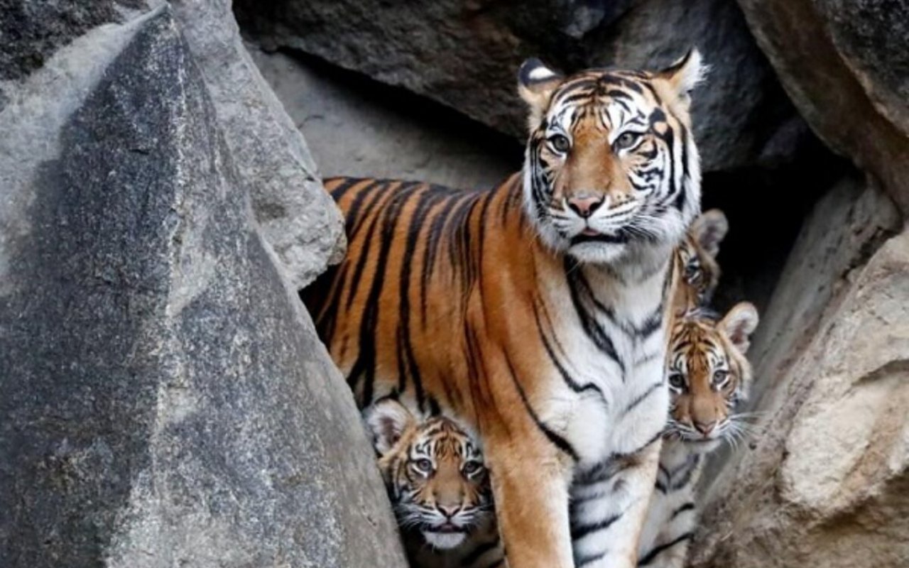 Geger Harimau di Kebun Binatang Kalbar Kabur, Sempat Tewaskan Pawang Hingga Warga Diminta Tenang