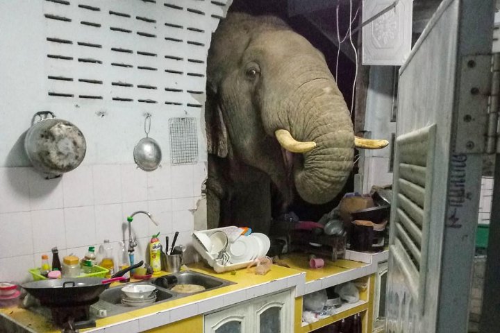 Viral Keluarga Thailand \'Terima Tamu\' Gajah di Dapur, Ternyata Lagi Cari Makan