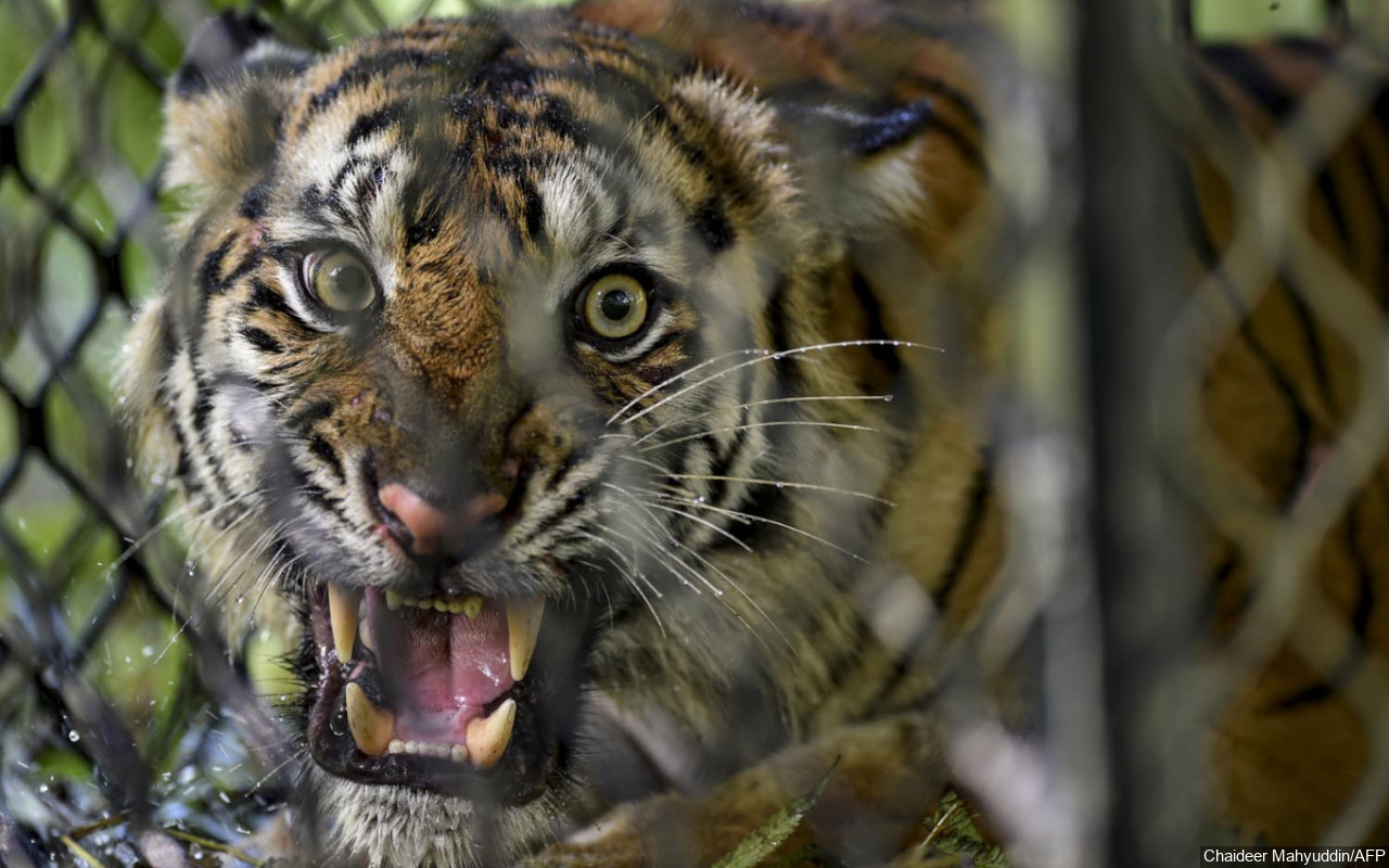 2 Harimau Sumatera di Ragunan Positif COVID-19, Tertular dari Petugas Atau Hewan Lain?