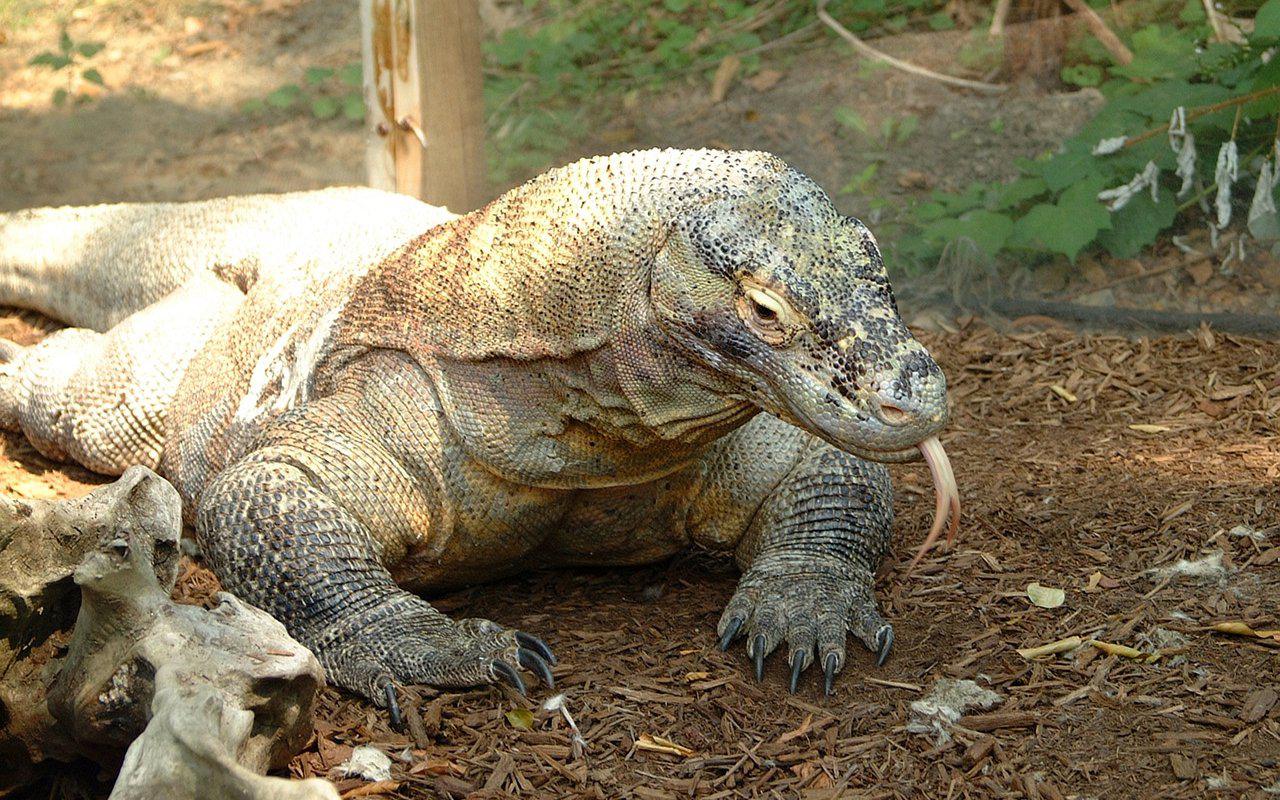 UNESCO Desak Indonesia Hentikan Pembangunan Infrastruktur Pulau Komodo, Pemprov NTT Buka Suara