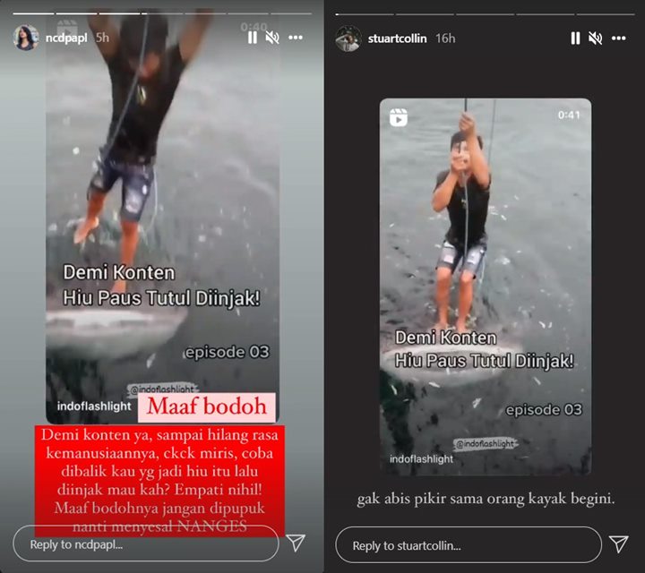 Nora Alexandra hingga Stuart Collin Komentari Konten Viral Injak Hiu Paus