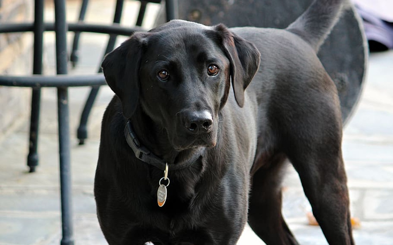 Kematian Anjing Canon Picu Keributan, Pemilik Kini Minta Maaf dan Ungkap Fakta Ini