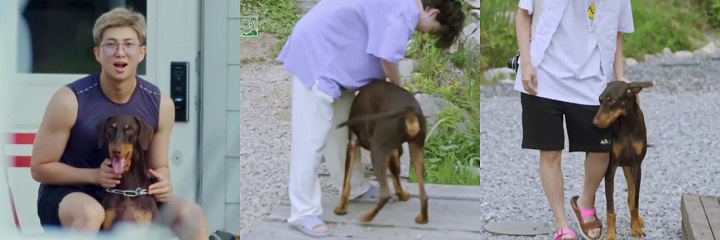 Anjing Jungkook BTS Ubah Stereotip Soal Doberman, Netizen Gemas dengan Tingkahnya Ini