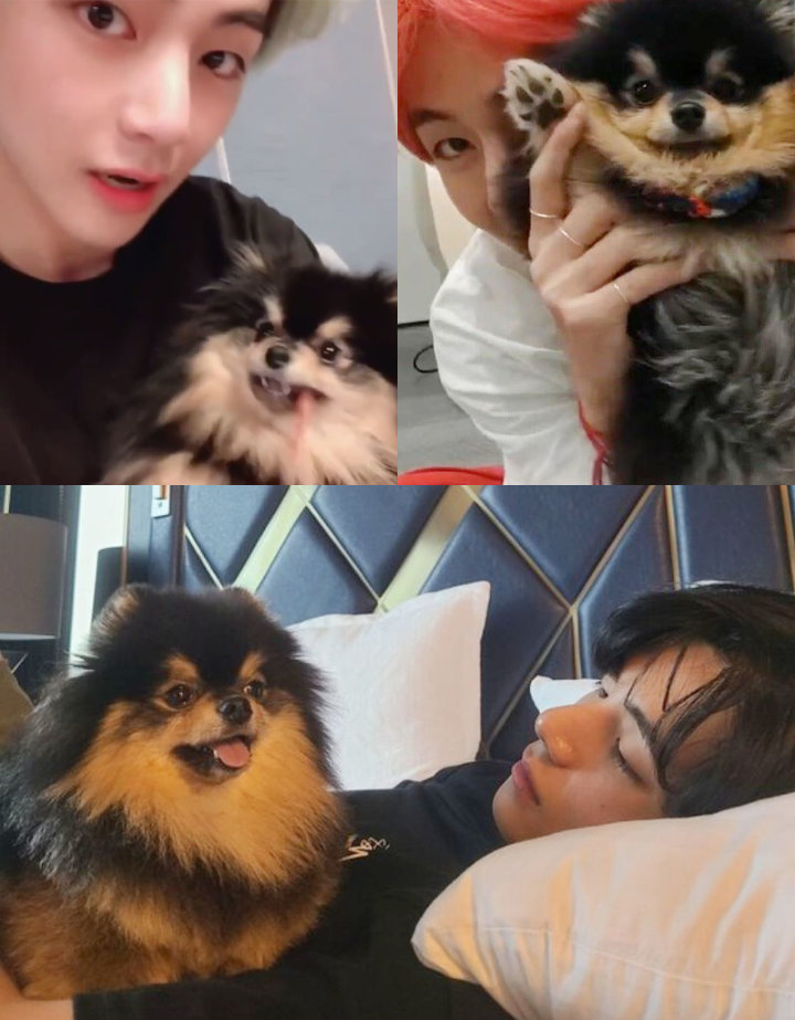 Pesan Manis dan Mengharukan V BTS untuk Anjingnya, Yeontan Bikin Mata Berkaca-Kaca