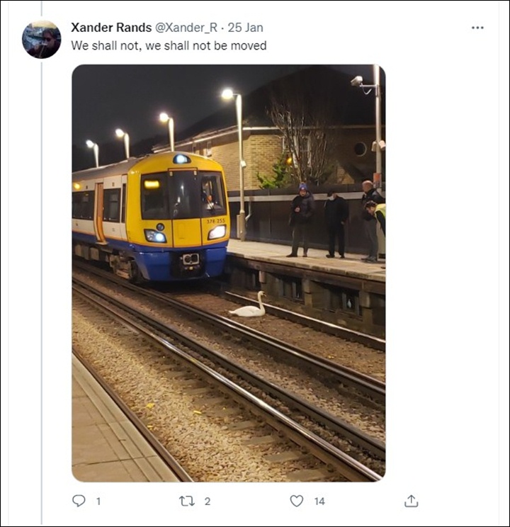 foto angsa di rel kereta London