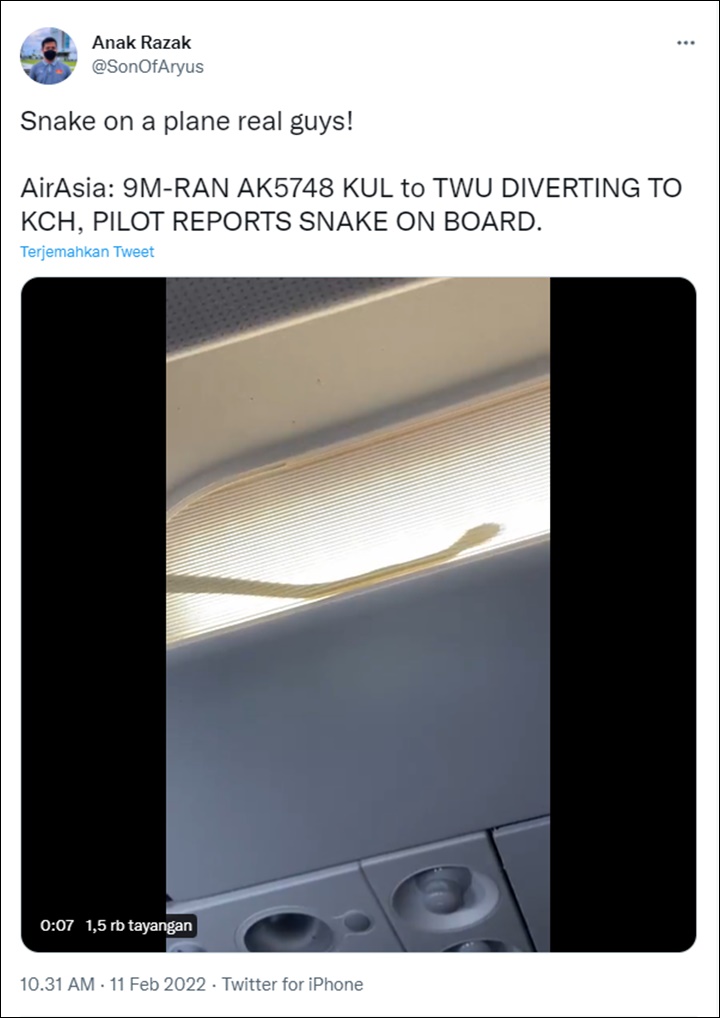 Video Ular