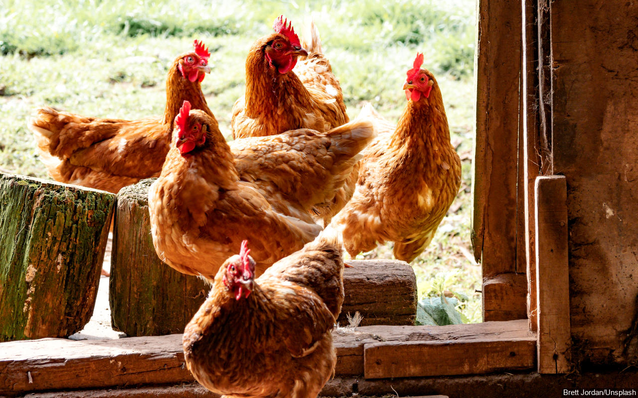Iowa Musnahkan 1,5 Juta Ayam dan Kalkun Imbas Flu Burung
