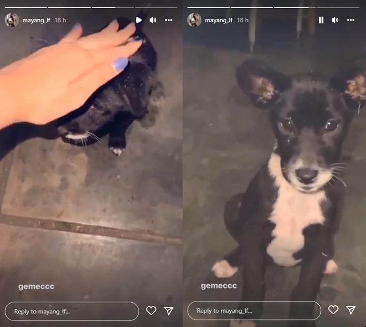 Dicibir Gegara Kuliah Kedokteran, Mayang Kini Pamer Main Bareng Anjing Direspons Beda?