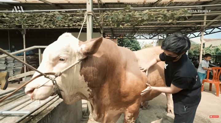 Jadi Rebutan Artis, Atta Halilintar Beli Sapi Kurban Megalodon Terbesar di Indonesia?