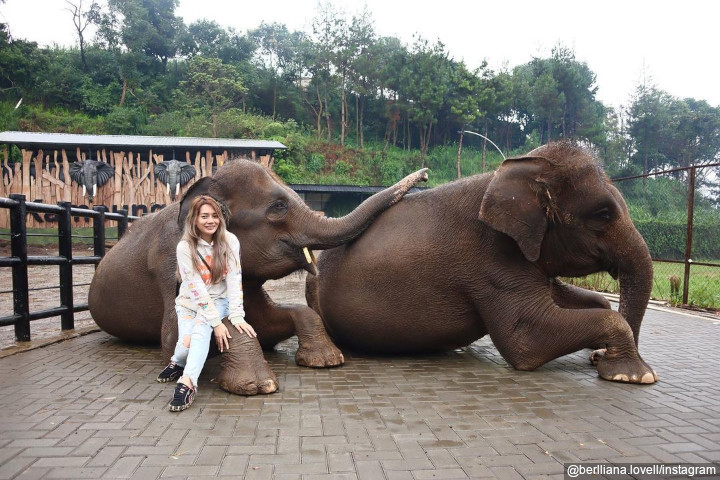 Pose Bareng Gajah