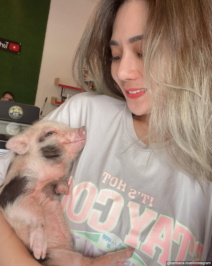 Asik Dengan Babi