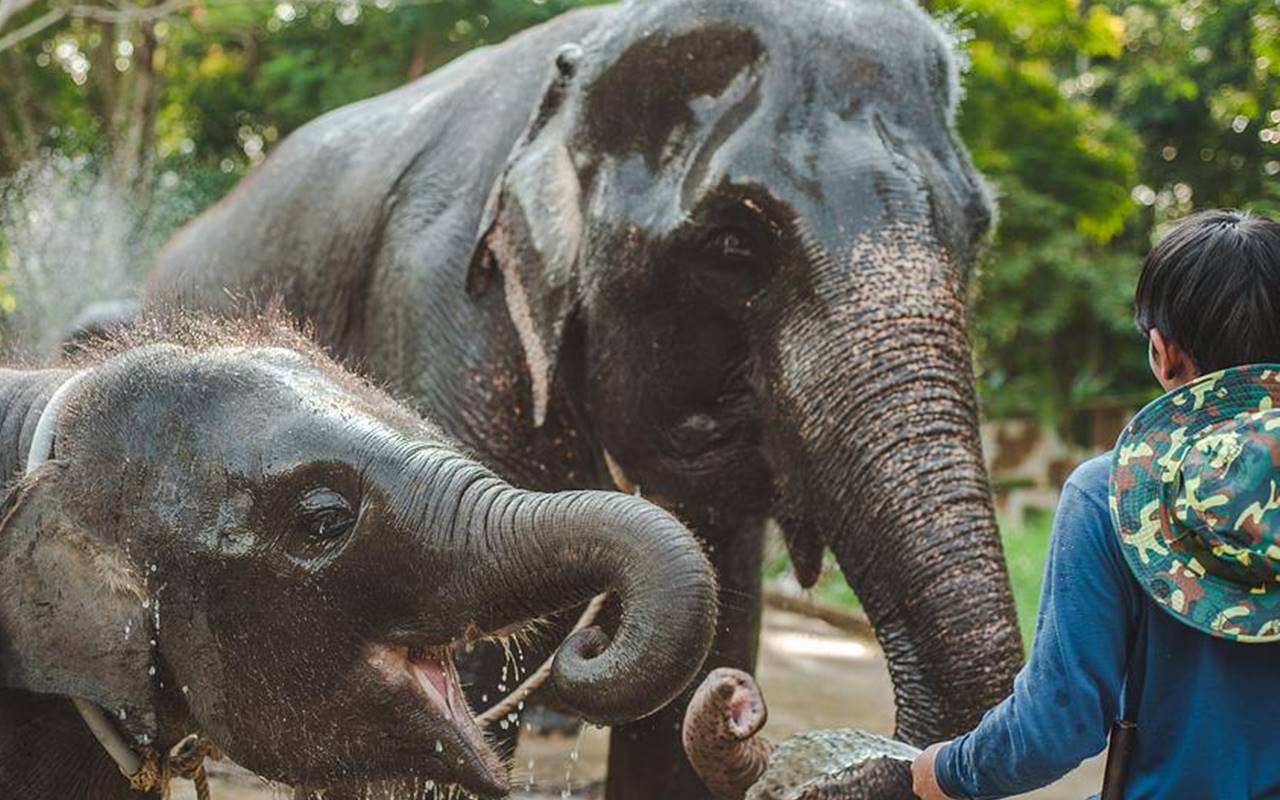 Diduga Stres Karena Cuaca Panas, Gajah di Thailand Serang Pawangnya Hingga Tewas Terbelah