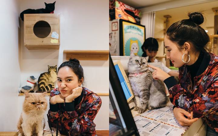 Cat Cafe di Korea