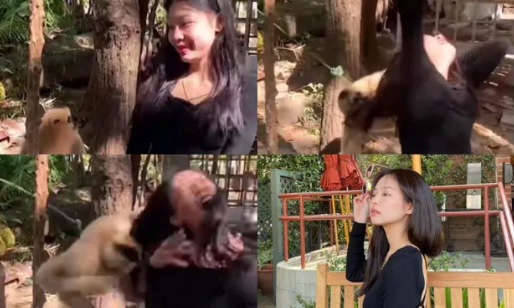 Beredar Foto Wanita Diduga Jennie BLACKPINK yang Dijambak Monyet Beredar Foto Wanita Diduga Jennie BLACKPINK yang Dijambak Monyet Beredar Foto Wanita Diduga Jennie BLACKPINK yang Dijambak Monyet