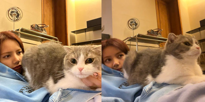 Cinta dengan Kucing-kucingnya