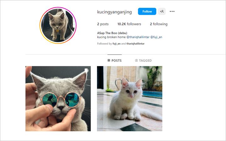 Fuji An dan Thariq Halilintar Putus, Anabul Jadi Kucing Broken Home