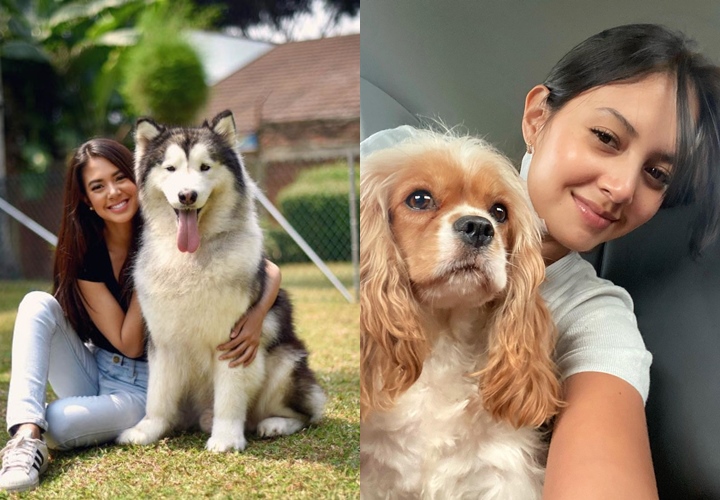 Pecinta Anjing