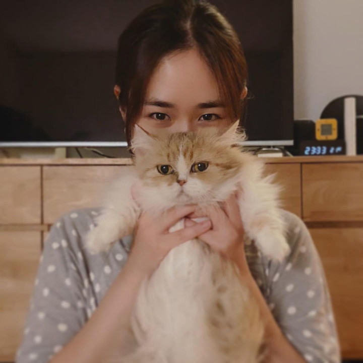 Punya Banyak Kucing