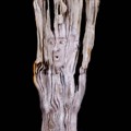 Body Painting yang Mengubah Manusia Jadi Sebatang Pohon