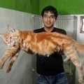 Lucky Hakim dan Kucingnya yang Diberi Nama Alexus Quantum