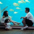 Keluarga Gading tentu sangat senang bisa menginap di dalam hotel dengan pemandangan ikan-ikan.