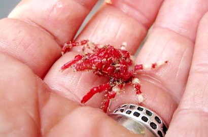 Kepiting Laba-Laba Langka Ditemukan Setelah 99 Tahun Menghilang