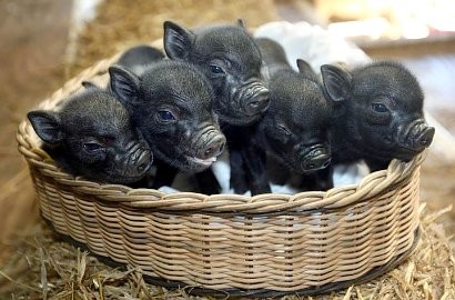 Babi Ukuran Mini Lahir di Inggris
